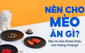 Món Ăn Vặt Cho Mèo Nên Chọn Loại Nào (1)