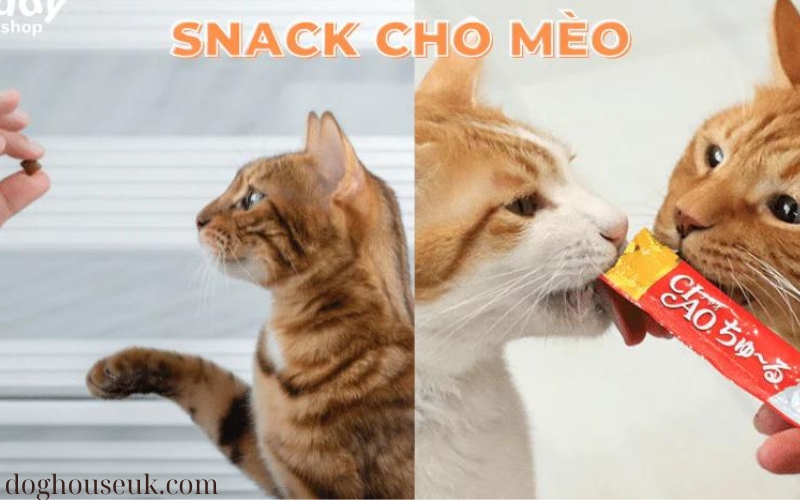 Món Ăn Vặt Cho Mèo Nên Chọn Loại Nào (3)