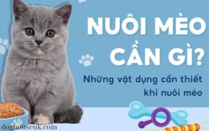 Phụ Kiện Chăm Sóc Lông Mèo Điều Gì Cần Thiết (2)