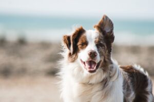 A Pup Called Courage