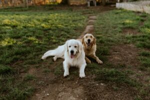 Caring for Senior Dogs