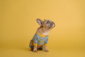 Common Health Issues in Dogs