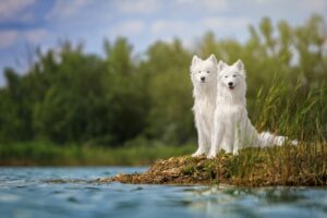 Diary of a Dog