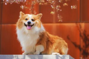 Dog Breeds Around the World