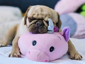 Dog Days of Summer