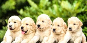 Dog Songs – by Mary Oliver