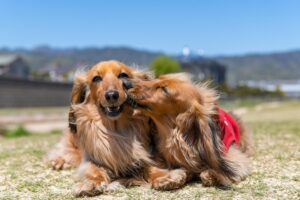 Dogs in Popular Culture