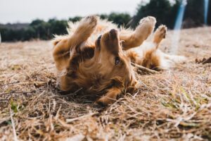 Hero on Four Paws