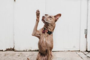 How to Be Your Dog's Best Friend – by The Monks of New Skete