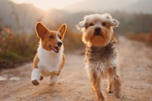 Life Through a Dog’s Eyes