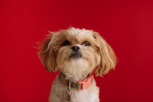 My Best Friend is a Dog