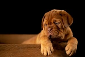 Puppies 101 Getting Started Right