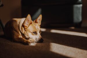 Rescue Dogs Stories of Hope