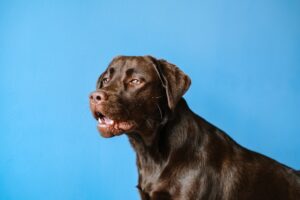 The Dog Who Knew Too Much