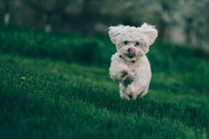 The Other End of the Leash – by Patricia B. McConnell