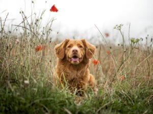 The Role of Dogs in Therapy