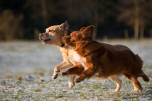 The Science Behind Dog Intelligence