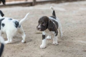 Through the Eyes of a Dog
