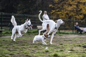 Whispers from the Kennel